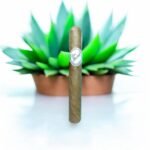 Don Rafael Natural 6×54