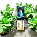 King – สัมผัสความเย็นสดชื่นที่ไม่เหมือนใคร 🥶💨